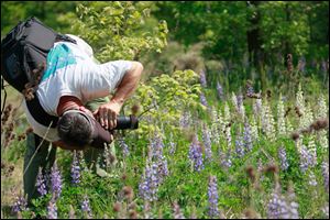 Todd Crail, a lecturer of Environmental Sciences for the University of Toledo, photographs wild blue lupine and white lupine along the University Trails bike and walk path near the Southview Savanna.