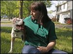  Though the Pit Crew generally fosters dogs from the Lucas County Dog Warden, the group decided to take on Monty after he and more than 60 other dogs were found at the scene of a triple homicide in Idaho.