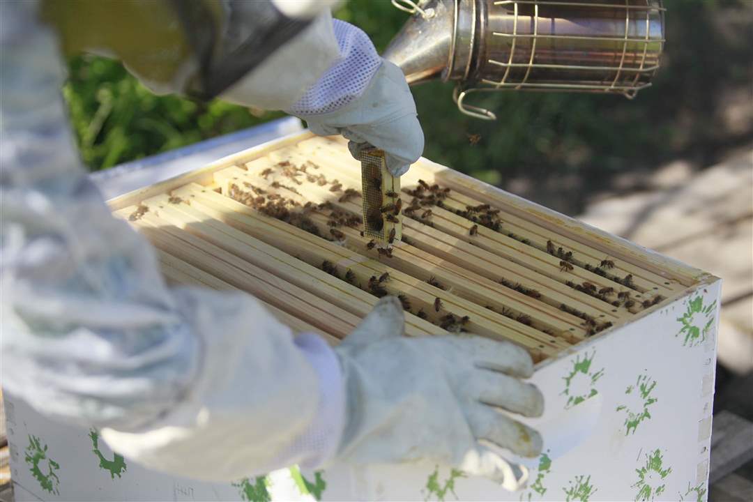 Weed-it-Reap-Jason-Kendall-s-garden-live-bee-hives