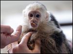  Capuchin monkey 'Mally,' Justin Bieber's pet monkey is set to become the property of Germany. Mally was seized by German customs March 28 when Bieber failed to produce required vaccination and import papers for the animal after landing in Munich.