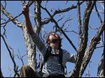  Ethan Welty, co-founder of the urban foraging website fallingfruit.org, climbs a tree looking for edible fruit, at a public park, in Boulder, Colo.