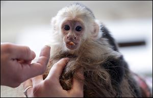 Capuchin monkey 'Mally,' Justin Bieber's pet monkey is set to become the property of Germany. Mally was seized by German customs March 28 when Bieber failed to produce required vaccination and import papers for the animal after landing in Munich.