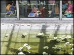  Members of the public get their first view of Baru, a 17-foot crocodile, during the public opening of the Wild Walkabout at the Toledo Zoo. 
