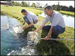  Ben Gerken, left, and Bob Hesterman release largemouth bass into a pond at the Fin Farm in Ridgeville Corners, Ohio, after having netted them from another pond.