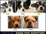 Lucas County Dogs for Adoption.
