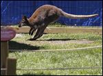  A wallaby hops around its habitat at the Toledo Zoo's Wallaby Walkthru in Toledo, Ohio.