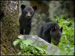  Black bear cubs wait for their mother while foraging for food near the Sugarland's Visitor Center in the Great Smoky Mountains National Park. 'Learn to travel, and you'll travel to learn,' says author Keith Bellows.