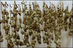Medical marijuana hangs to dry in a spare closet inside John Evans’ home near Ann Arbor.