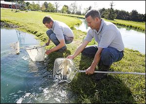 Ben Gerken, left, and Bob Hesterman release largemouth bass into a pond at the Fin Farm in Ridgeville Corners, Ohio, after having netted them from another pond.