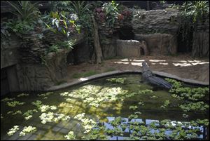  Baru, a salt water crocodile, rests in his new habitat at the Toledo Zoo.
