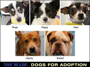 Lucas County Dogs for Adoption.