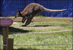 A wallaby hops around its habitat at the Toledo Zoo's Wallaby Walkthru in Toledo, Ohio.