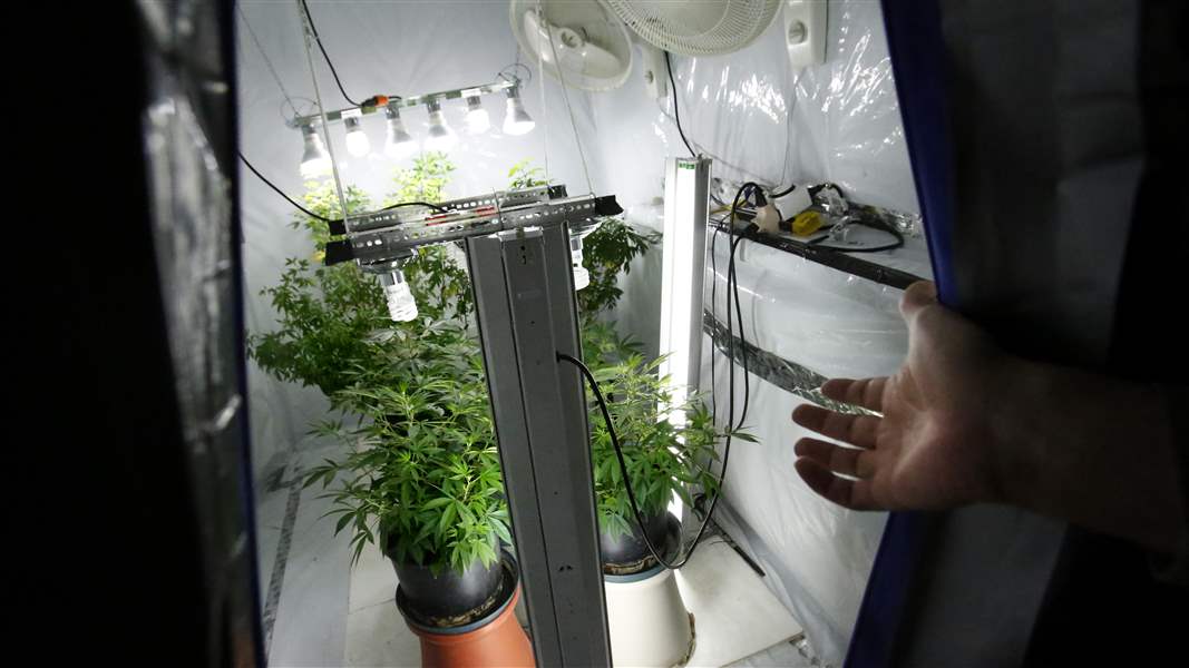 Michigan’s law boosts marijuana’s legitimacy The Blade