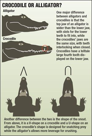 Infographic on the difference between crocodiles and alligators.