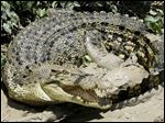  A saltwater crocodile on the bank of the Adelaide river in Australia.
