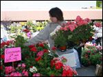  Olivia Marsh of Oregon arranges geraniums grown at Knitz Greenhouse of Oregon, one of the vendors Sunday at the Toledo Farmers’ Market during its 24th annual Flower Day Weekend.