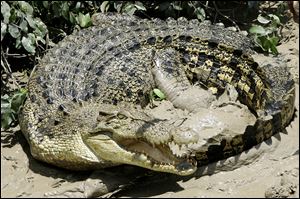 A saltwater crocodile on the bank of the Adelaide river in Australia.