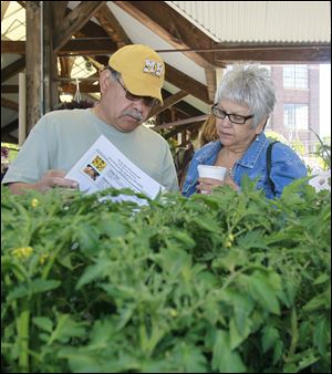 Arturo and Vivian Flores of Toledo look at a pamphlet with photos, descriptions, and information on the many heirloom tomatoes, in the foreground, that Andy Keil Greenhouse offers.