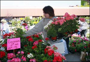 Olivia Marsh of Oregon arranges geraniums grown at Knitz Greenhouse of Oregon, one of the vendors Sunday at the Toledo Farmers’ Market during its 24th annual Flower Day Weekend.