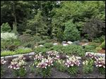  Richard and Shelley Walinski's Lilium Asiatic Tiny Padhye plants are among the few deciduous plants in their backyard garden in Ottawa Hills, Ohio.