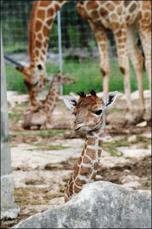 Officials with the Natural Bridge Wildlife Ranch say twin giraffes have been born, marking just the second time such a birth has occurred in the United States. Female calf Wasswa was born first May 10 followed by brother Nakato.