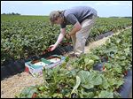  Steve Polter, owner of  Polter's Berry Farm near Fremont, picks strawberries for sale for this weekend.