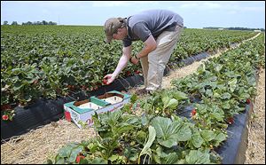 Steve Polter, owner of  Polter's Berry Farm near Fremont, picks strawberries for sale for this weekend.