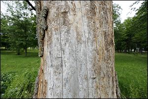 An ash tree is scarred from emerald ash borers on the property of Bob Getz. 