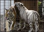  Ohio strengthened its regulation of exotic animal ownership after a Zanesville man released dozens of his animals, including 2 tigers seen here, in 2011 from his eastern Ohio farm before committing suicide.