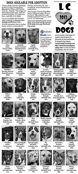 Dogs-for-adoption-June-2