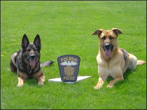 Danja and Bella, retired Toledo Police Metro Drug Task Force Canine Unit dogs,  who both died in the past three weeks.