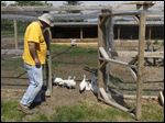  Bobby Olashuk tends to his 4-week-old turkeys.