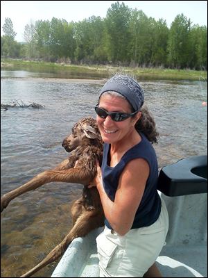 Karen Sciascia of Red Hill, Pa., holds a baby moose she and Twin Bridges guide Seth McLean rescued in the Big Hole River in southwestern Montana Saturday.