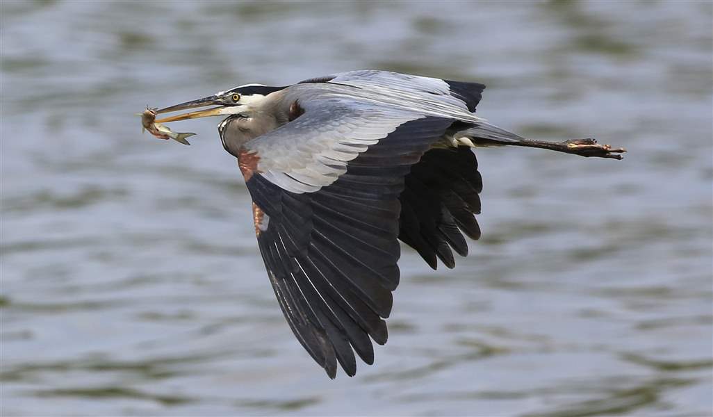 A-great-blue-heron-catches-a-small-catfish-on-the-Maumee-River