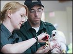 Jennifer Norris, wildlife biologist and the peregrine falcon coordinator for Ohio, bands a peregrine chick with Bob Ford, acting wildlife management supervisor. The aim is to monitor the long-time survivorship of peregrines in Ohio.