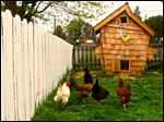  Sylvania Township leaders have decided to leave zoning regulations in place that limit chickens and other farm animals to one per acre in light of recent concerns about chicken coops in the township.