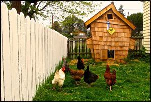 Sylvania Township leaders have decided to leave zoning regulations in place that limit chickens and other farm animals to one per acre in light of recent concerns about chicken coops in the township.