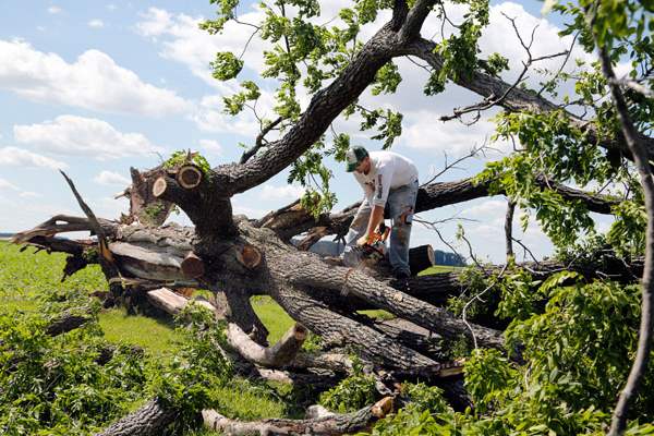 Brandon-Rosebrook-removes-a-downed-tree-from-his-grand