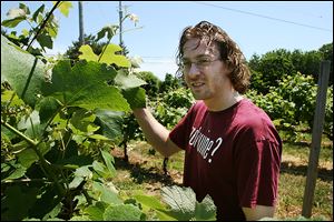 Dustin Heineman, a fifth-generation wine maker, checks out grapes in one of the vineyards at Heineman’s Winery at Put-In-Bay.