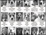  Lucas County Dogs for Adoption: 6.16.13