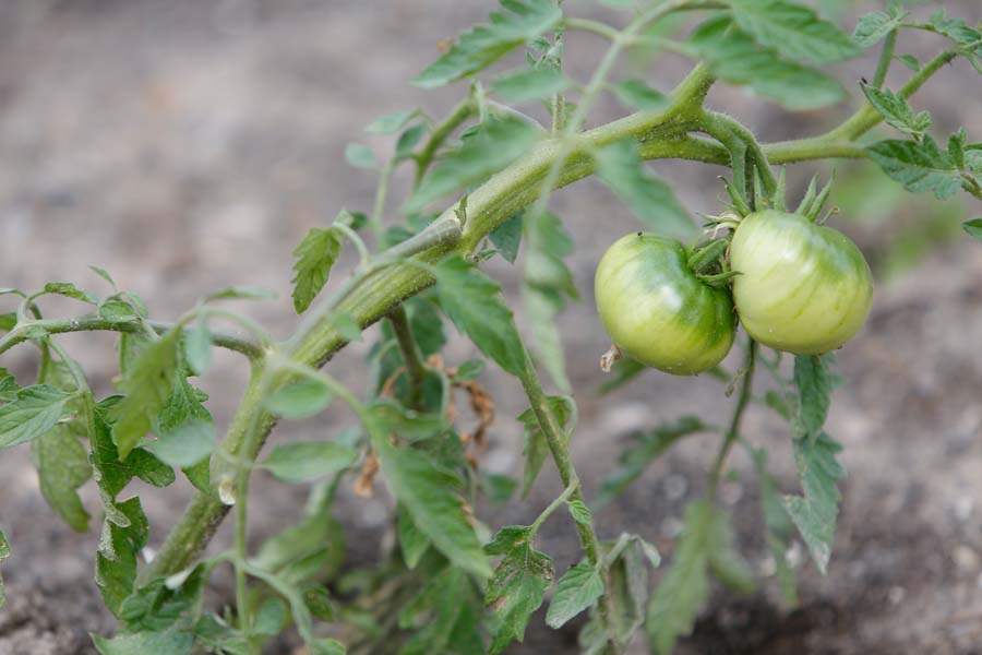 FEA-wiarchurch17p-tomato-plant