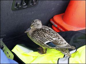 An injured mother duck is held in a truck before help could arrive after being stranded o  I-475.