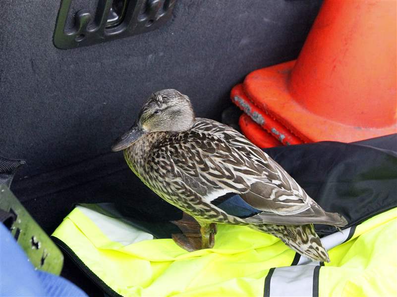 An-injured-mother-duck-is-held-in-a-truck-b