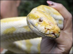 An albino Burmese Python