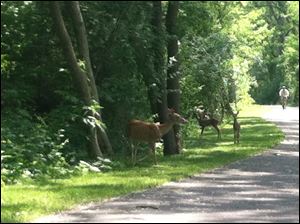 Deer along the trail along the Maumee River in Perrysburg.