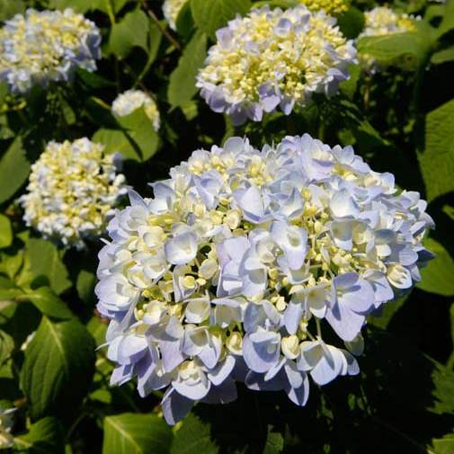 FEA-wiarlyn21p-hydrangea