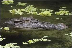 Baru, an Australian crocodile, lies motionless in the water at the Toledo Zoo.