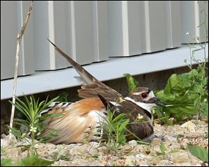 A killdeer feigns injury. The shore bird will pretend it cannot fly and screech to try to protect its young.