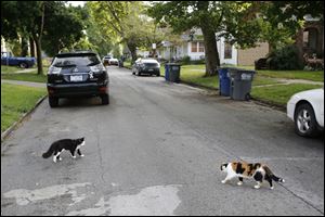 A pair of feral cats roam on Clark Street in East Toledo. Humane Ohio  received an $80,055 grant from PetSmart Charities that will allow the spay/​neuter group to fix 1,458 cats in the ZIP codes of 43605, 43609, and 43615.