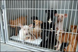 A group of dogs wait at the the San Bernardino County Animal Shelter. The animals were seized from a hoarder.